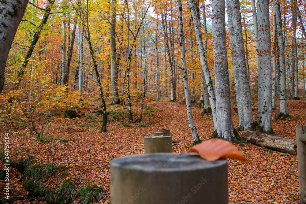 seven Lakes National Park, Autumn, Turkey seven Lakes National Park, Autumn, Turkey
