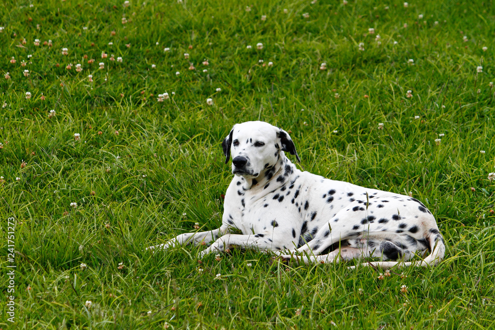 Dalmatian dog pet in the garden