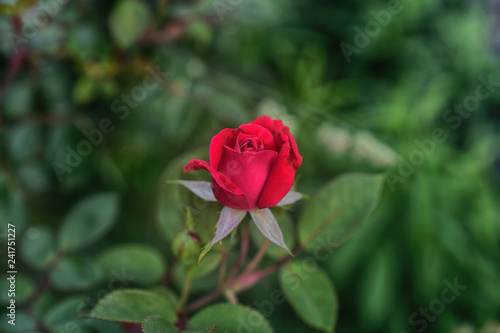 "Holiday Rose" Beautiful red rose close up photo