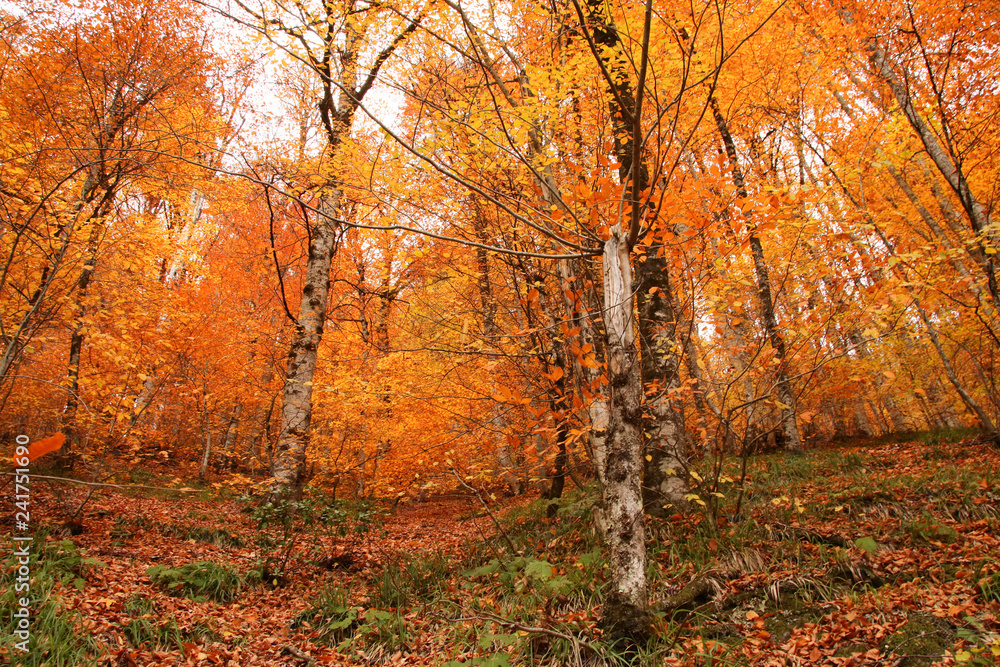 Fototapeta premium seven Lakes National Park, Autumn, Turkey