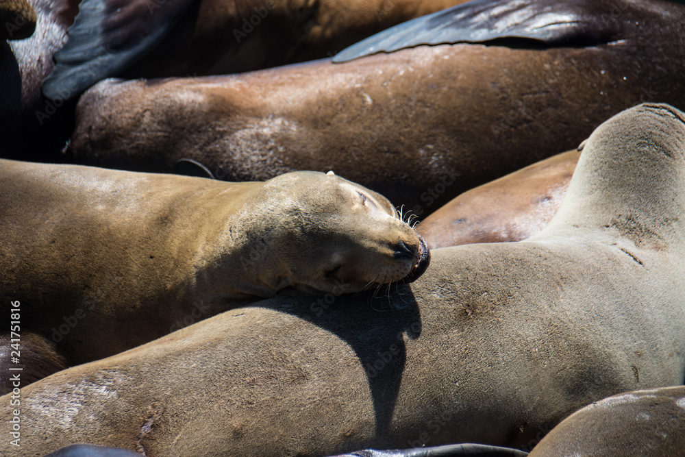 Fototapeta premium Sea lions on the docks of Pier 39 in San Francisco