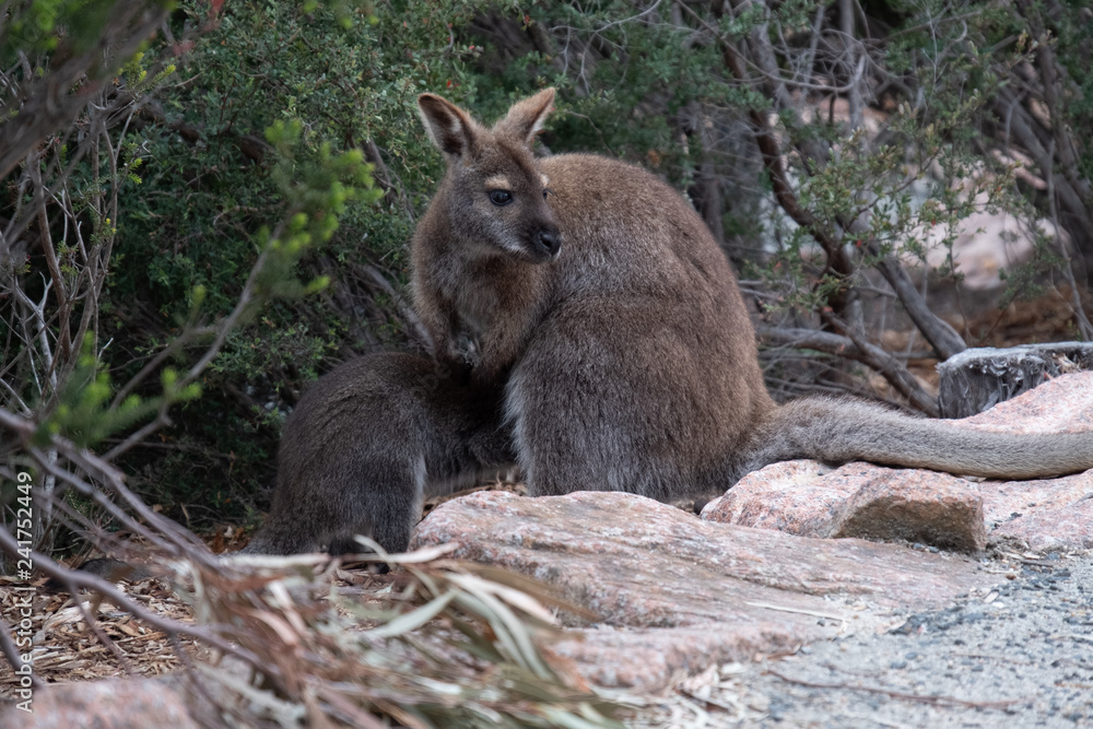 Obraz premium Bennets wallaby (Notamacropus rufogriseus) and young joey in the Freycinet National Park, Tasmania