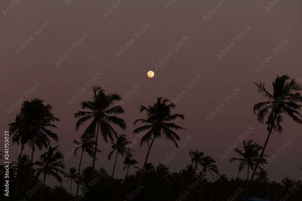 Full moon over palm trees. The night has come.