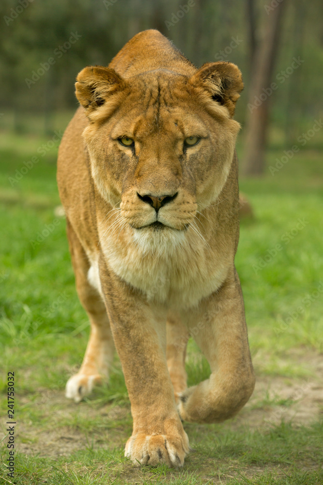 Female lioness walking forward Female lioness walking forward