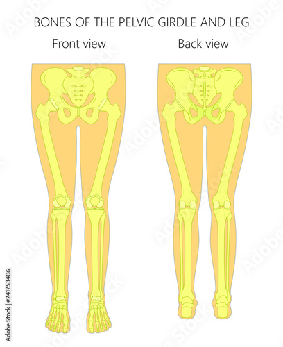 Vector illustration anatomy of a human pelvic girdle and legs. Front and back view. For advertising and medical publications