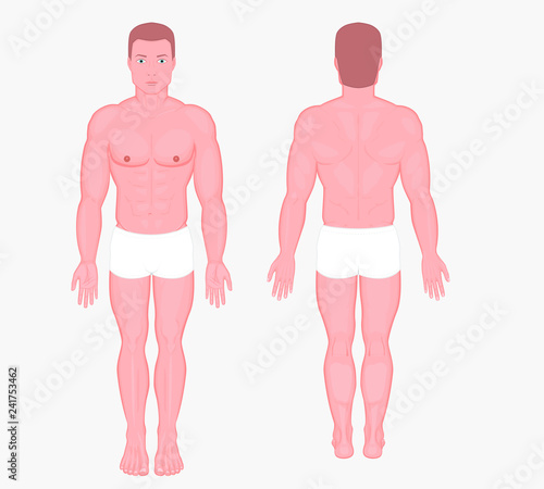 Posterior, frontal, anterior, back views of naked body of a European man in full growth in shorts. Vector illustration for advertising, medical (health care), bodybuilding, sport publications.