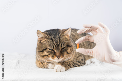 cat pill. sick animal. vet. medicine cat give the cat a pill.