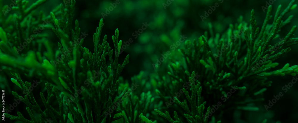 Dark green color background. Vegetative background, branches, close-up, blurred bokeh background. Dark beautiful green.