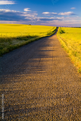 Road between the wheat crops, Puglia, Italy