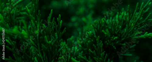 Dark green color background. Vegetative background  branches  close-up  blurred bokeh background. Dark beautiful green.