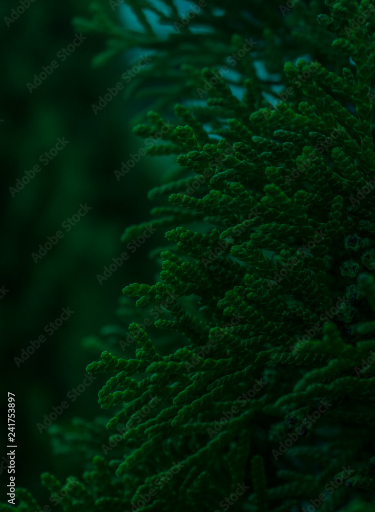 Dark Green Color Wallpaper