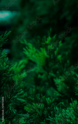 Dark green color background. Vegetative background, branches, close-up, blurred bokeh background. Dark beautiful green. © MiaStendal