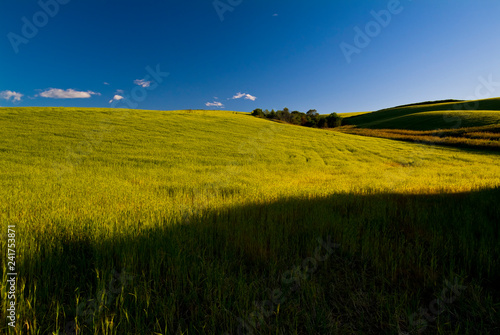 Blue sky and crops in the spring season  Apulia  Italy