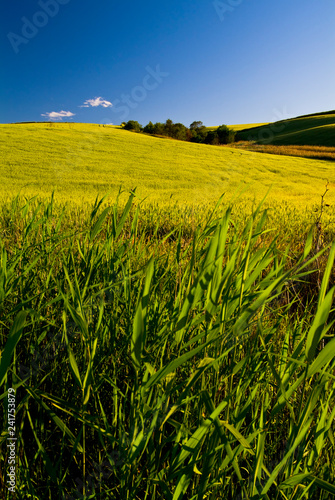 Rural land lit by sunlight, Apulia, Italy