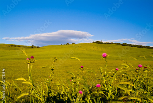 Apulian panorama in the spring season, Italy photo