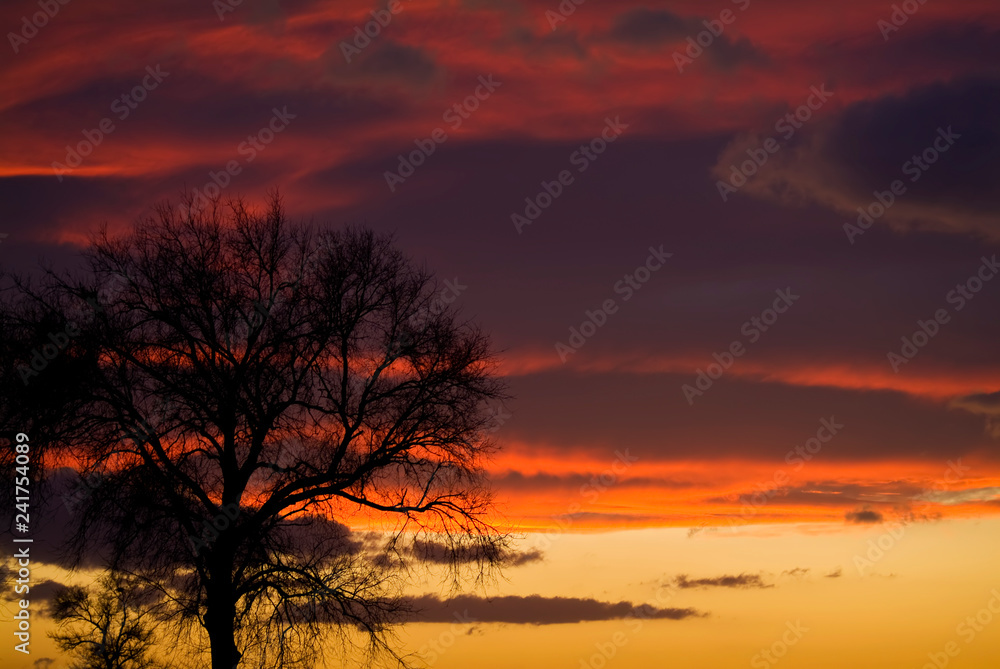 Sunset with lonely tree, Apulia, Italy