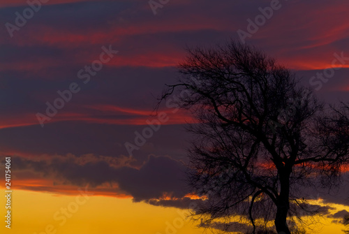 Sunset with tree and red clouds, Apulia, Italy