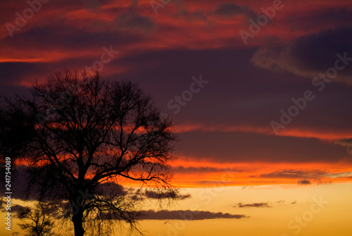 Sunset with lonely tree, Apulia, Italy