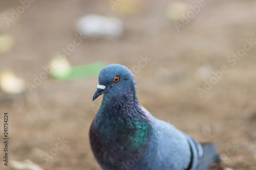 Close up Portrait of rock dove on green grass