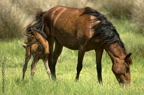 Wild Horse and the filly
