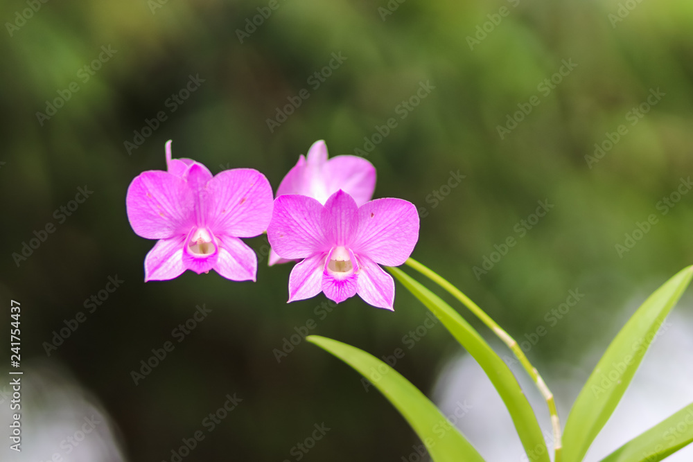 Close up of a beautiful thai orchid floweron green background Close up of a beautiful thai orchid floweron green background