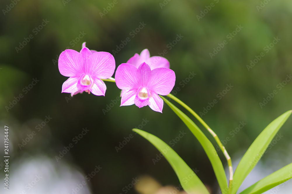 Close up of a beautiful thai orchid floweron green background Close up of a beautiful thai orchid floweron green background