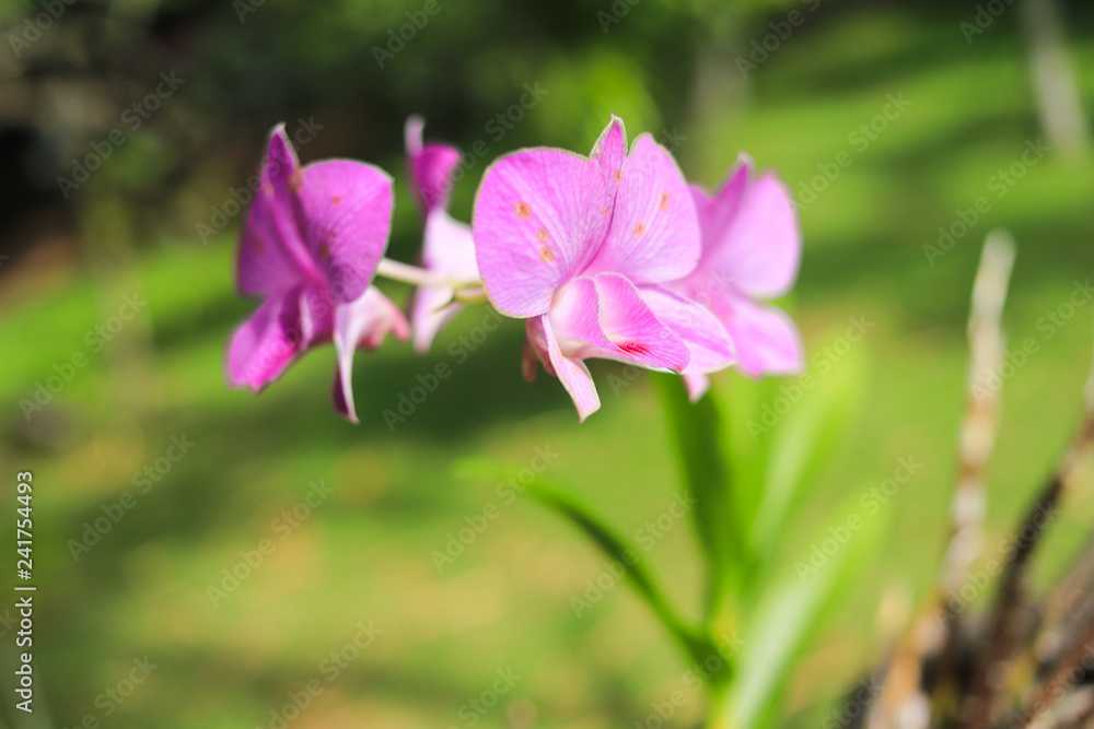Close up of a beautiful thai orchid floweron green background Close up of a beautiful thai orchid floweron green background