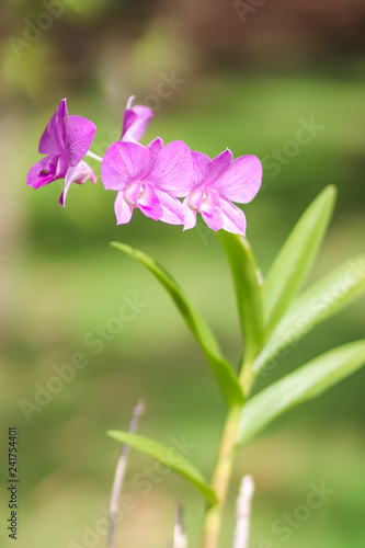 Close up of a beautiful thai orchid floweron green background