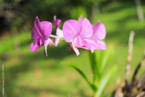 Close up of a beautiful thai orchid floweron green background