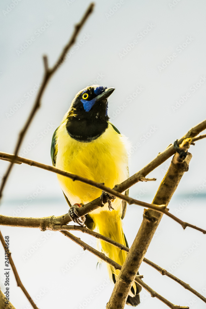 Fototapeta premium Geai vert, oiseau jaune à tête noire