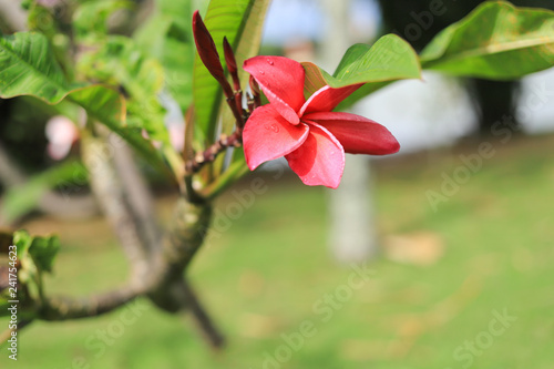 Close up of a beautiful red frangipani flower on green background
