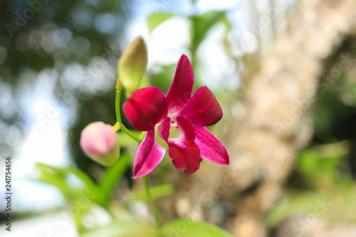 Close up of a beautiful thai orchid floweron green background