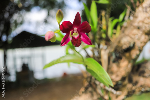 Close up of a beautiful thai orchid floweron green background