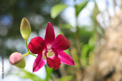 Close up of a beautiful thai orchid floweron green background