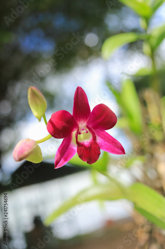 Close up of a beautiful thai orchid floweron green background
