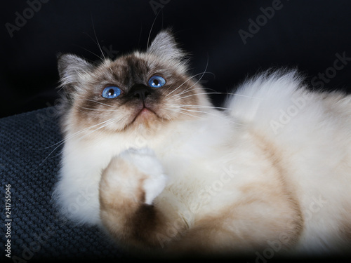 Chat Chaton Animal De Compagnie Animal Blanc Joli Felidae Domestique Persan Fourrure Chat Duveteux Adorable Isole Yeux Portrait Bleu Jeune Bebe Animal De Compagnie Race Mammifere Stock Photo Adobe Stock