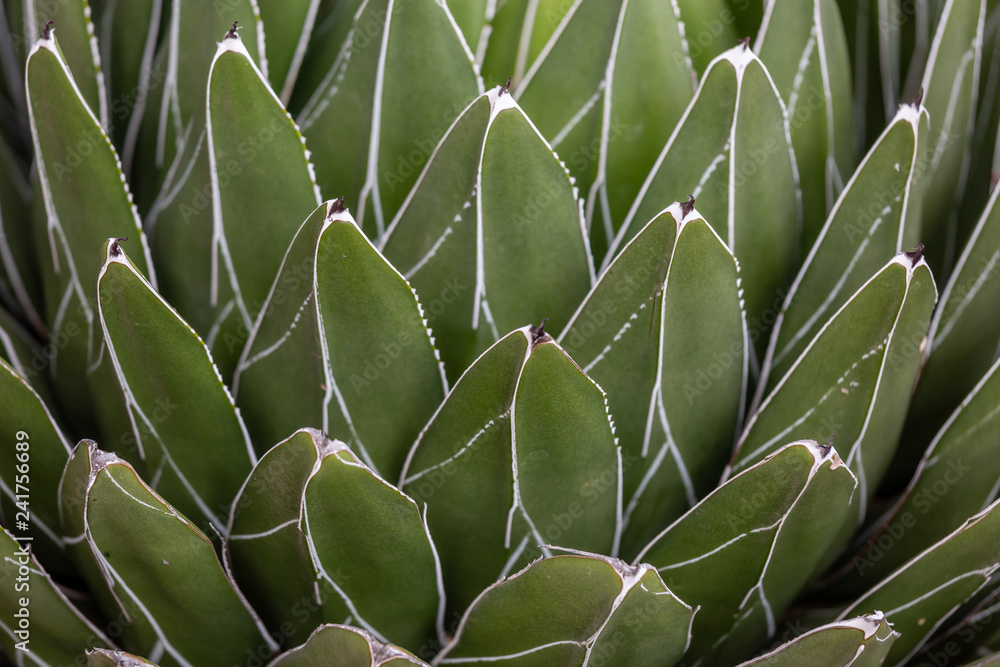 Fototapeta premium Agave Cactus