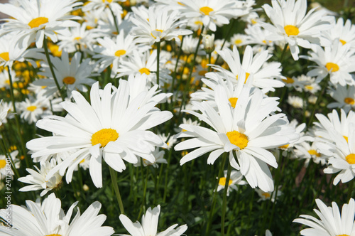 Fototapeta Naklejka Na Ścianę i Meble -  Leucanthemum maximum or chrysanthemum or shasta daisy or camomile white flowers 