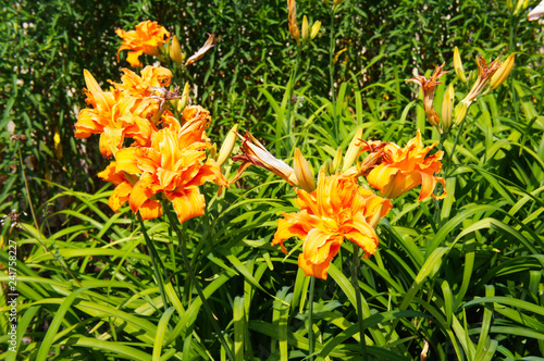 Fototapeta Naklejka Na Ścianę i Meble -  Hemerocallis or daylily lilly orange flowers in garden