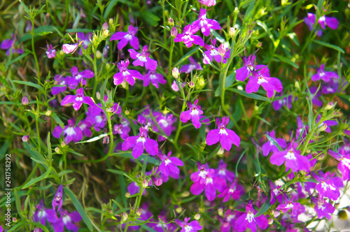 Lobelia erinus purple flowers with green background