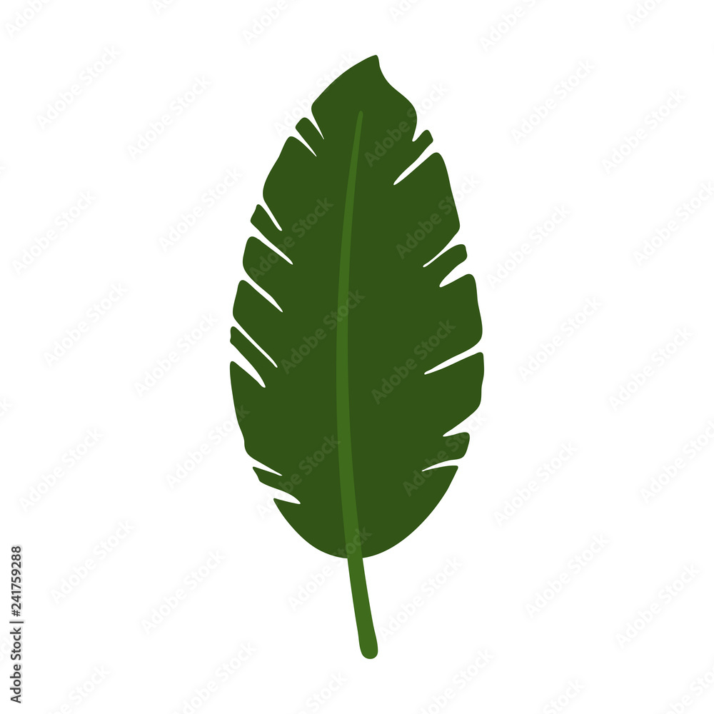 Palm Leaf - Single green palm leaf isolated on white background Palm Leaf - Single green palm leaf isolated on white background