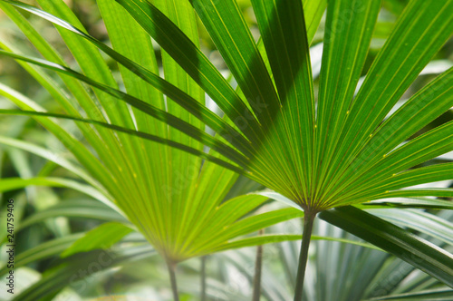 Chamaerops humilis dwarf fan palm green leaves