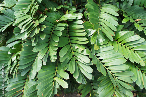 Zamia furfuracea or cardboard palm green foliage background