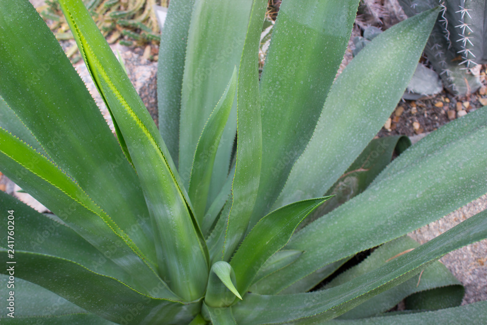 Agave, succulent cactus of mexican origin Agave, succulent cactus of mexican origin