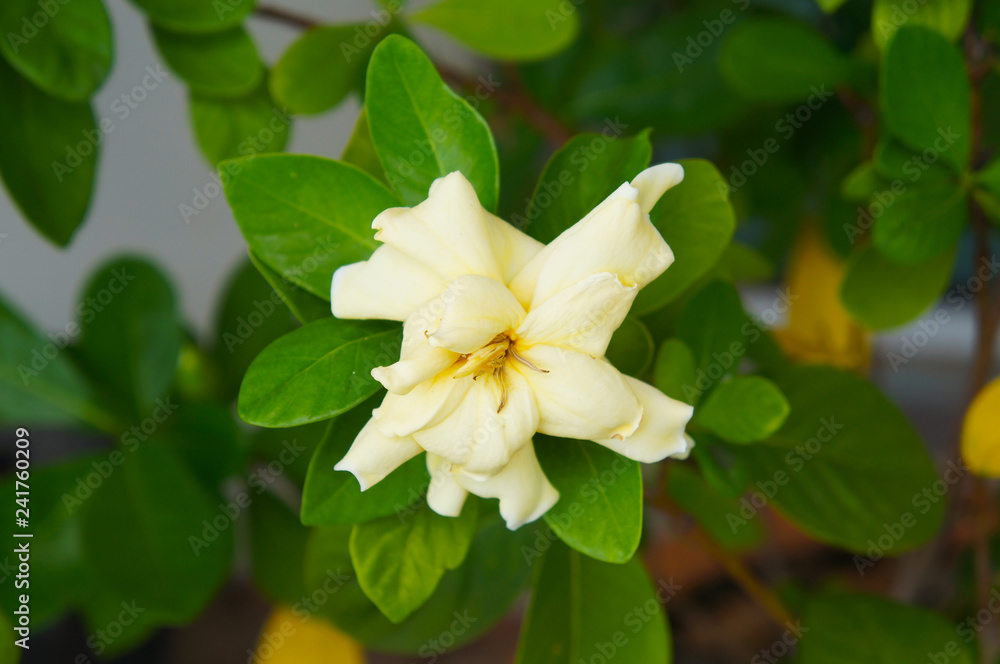 Gardenia jasminoides or cape jasmine yellow flower with green foliage