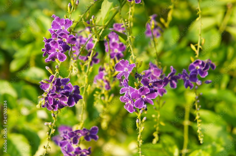 duranta repens or pigeon berry many small purple flowers with green background duranta repens or pigeon berry many small purple flowers with green background