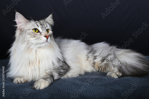 chat, chaton, animal, animal de compagnie, blanc, joli, felidae, domestique, fourrure, chat, bleu, duveteux, yeux, adorable, portrait, jeune, beau, animal de compagnie, isolé, persan, gris, petit, bri