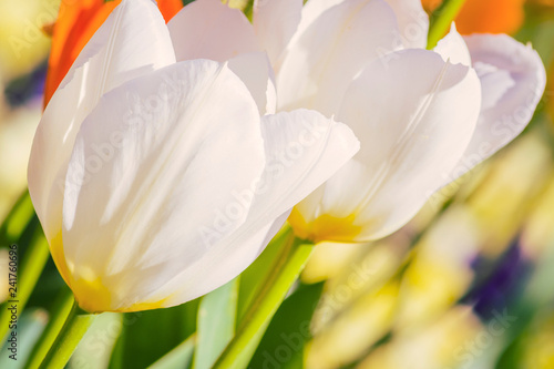 Fototapeta Naklejka Na Ścianę i Meble -  Tulpen im Frühling