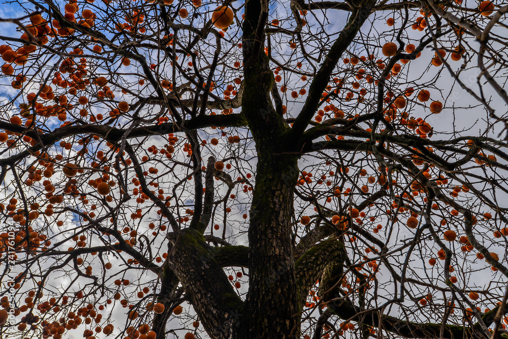 Fototapeta premium Kumquat tree in Tui - Portugal