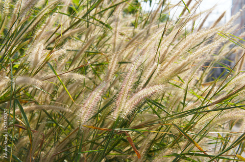 Cogon grass or imperata cylindrica fluffy plant